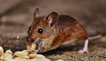 24 Hour & Emergency Exterminators in Hmpden Sydney, VA